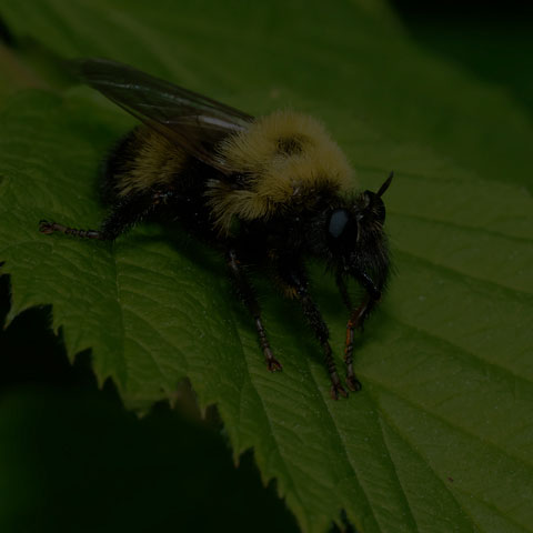 Bumble Bee Mimic Robber Fly