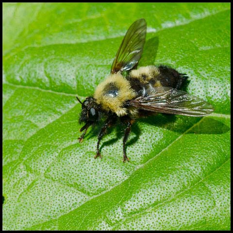 Bumble Bee Mimic Robber Fly