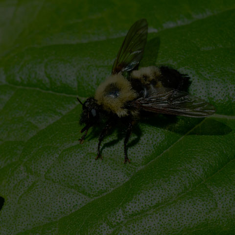 Bumble Bee Mimic Robber Fly