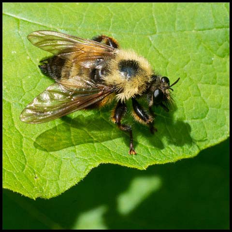Bumble Bee Mimic Robber Fly