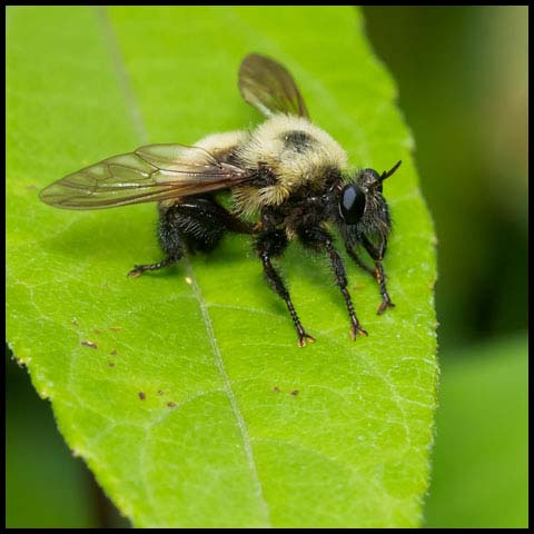Bumble Bee Mimic Robber Fly