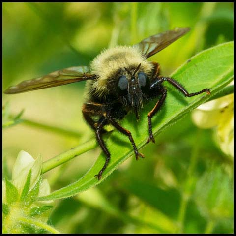 Bumble Bee Mimic Robber Fly