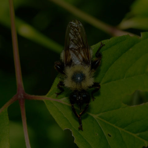 Bumble Bee Mimic Robber Fly