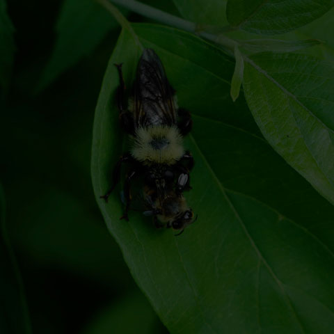 Bumble Bee Mimic Robber Fly