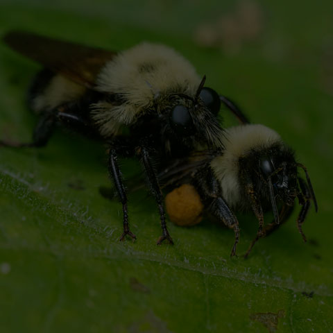 Bumble Bee Mimic Robber Fly