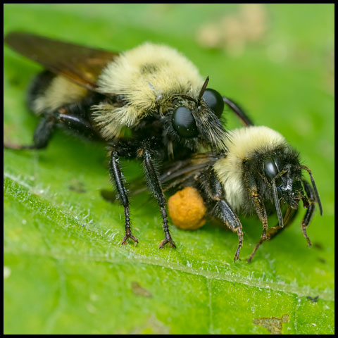 Bumble Bee Mimic Robber Fly