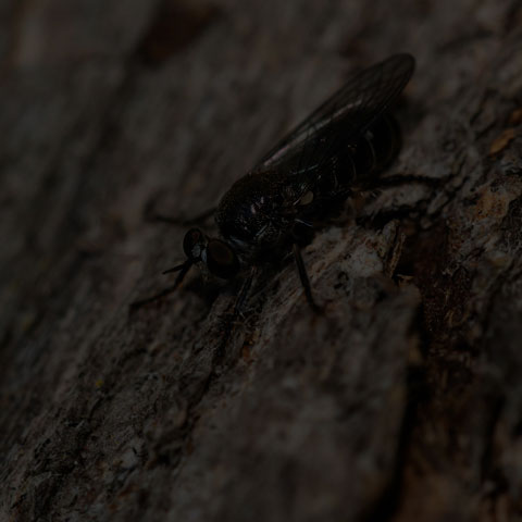 Damsel Robber Fly