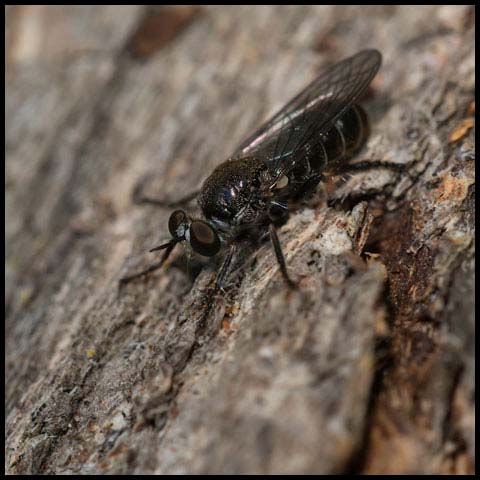 Damsel Robber Fly