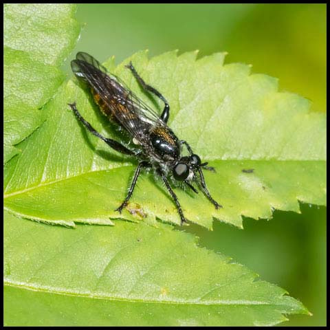 Index Robber Fly