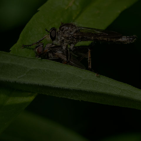 Marked Robber Fly