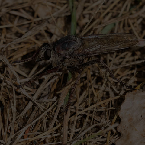Milbert's Proctacanthus
