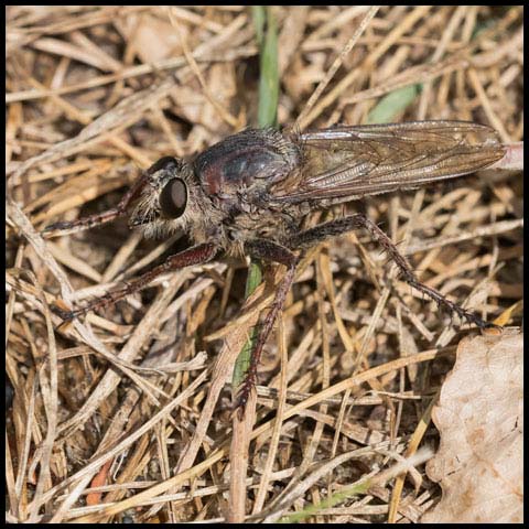 Milbert's Proctacanthus