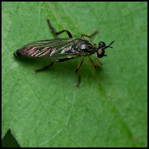 Robber Flies