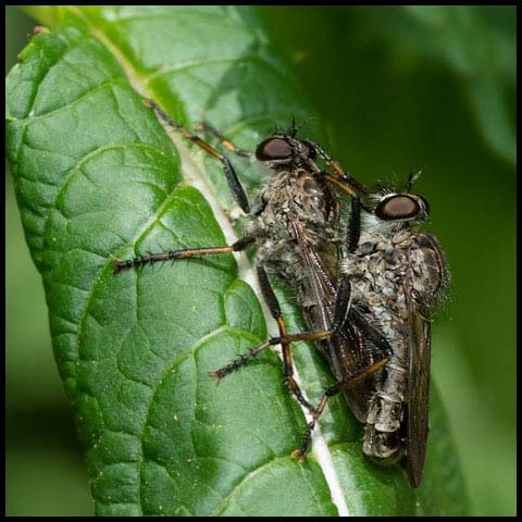 Sadyates Robber Fly