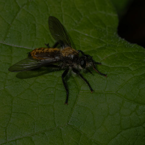 Silky Robber Fly