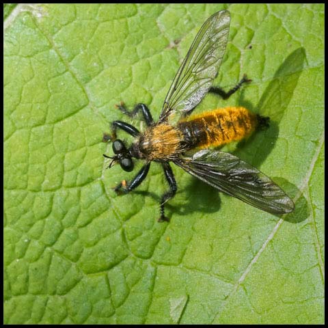 Silky Robber Fly