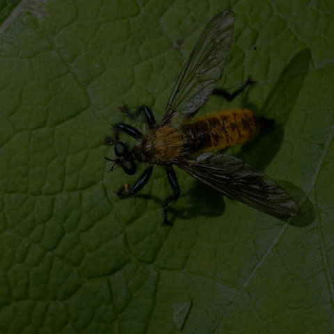 Silky Robber Fly