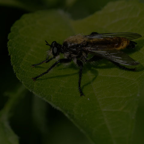 Silky Robber Fly