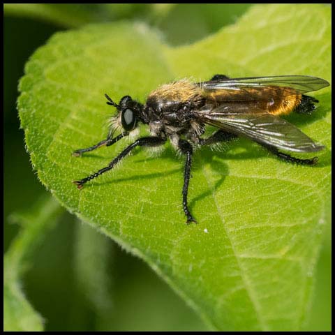 Silky Robber Fly