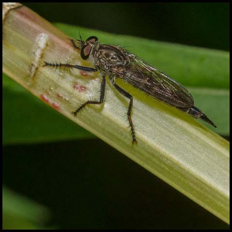 Spine-tailed Robber Fly