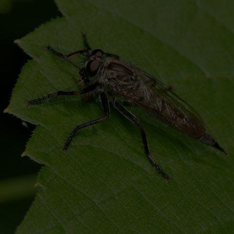 Spine-tailed Robber Fly