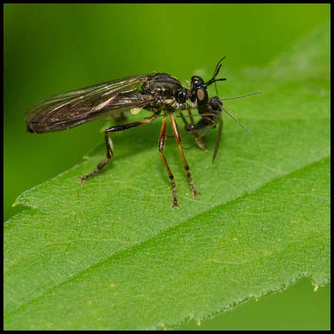 Stripe-legged Robber Fly