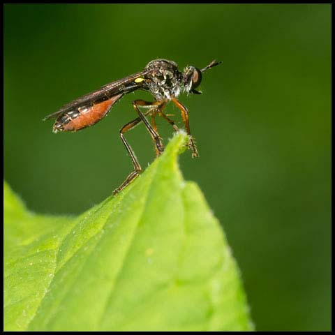 Stripe-legged Robber Fly
