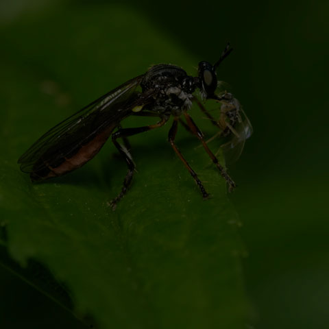 Stripe-legged Robber Fly