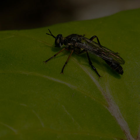 Stripe-legged Robber Fly