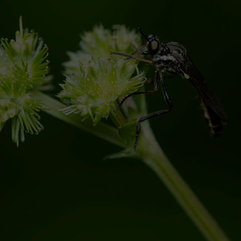 Stripe-legged Robber Fly