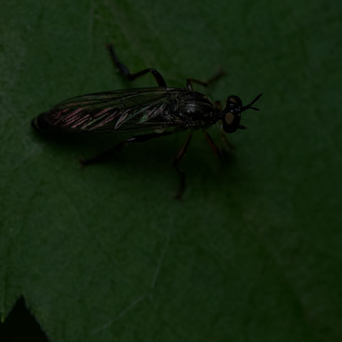 Stripe-legged Robber Fly