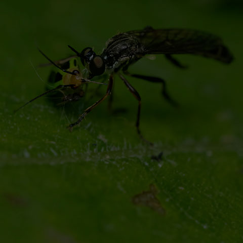 Stripe-legged Robber Fly