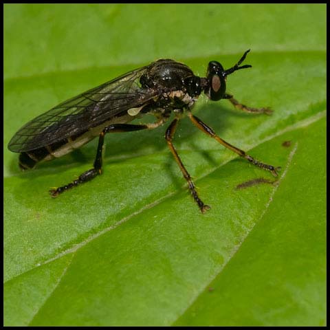 Stripe-legged Robber Fly