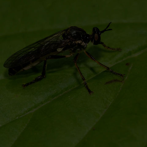 Stripe-legged Robber Fly