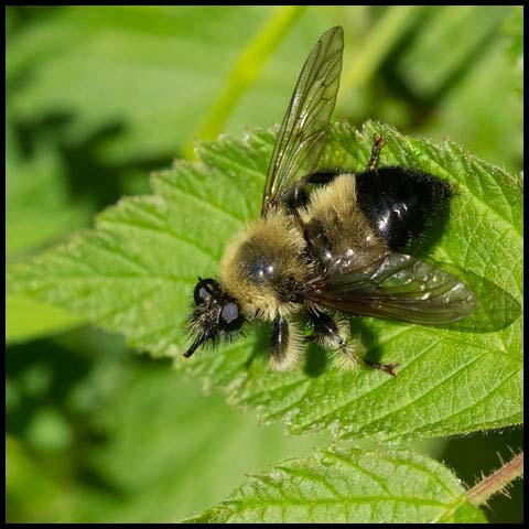 Yellow-haired Bumble Bee Mimic