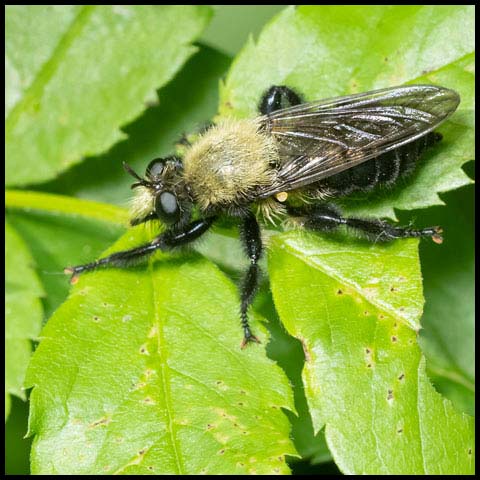 Yellow-haired Robber Fly