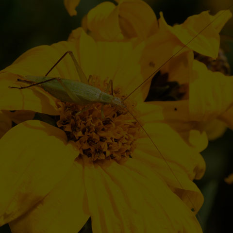 Black-horned Tree Cricket