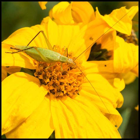 Black-horned Tree Cricket