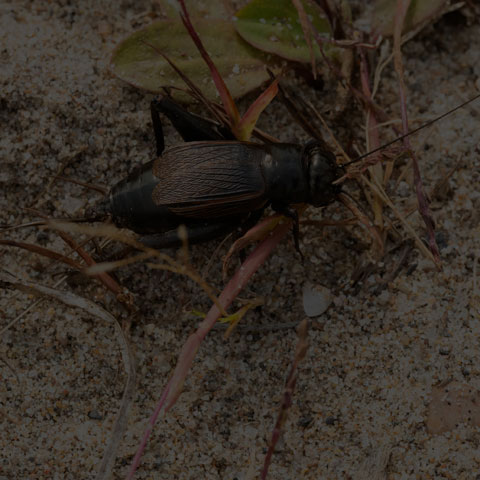 Fall Field Cricket