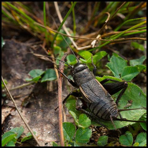 Fall Field Cricket