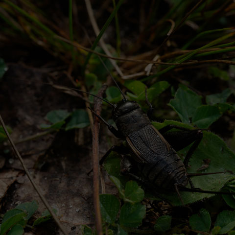 Fall Field Cricket