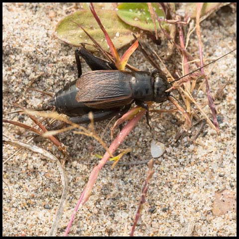 Fall Field Cricket