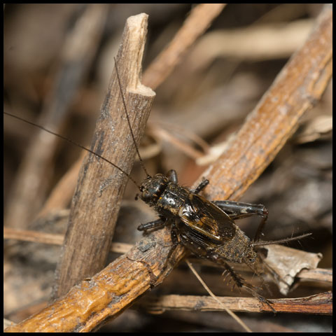 Robust Ground Cricket