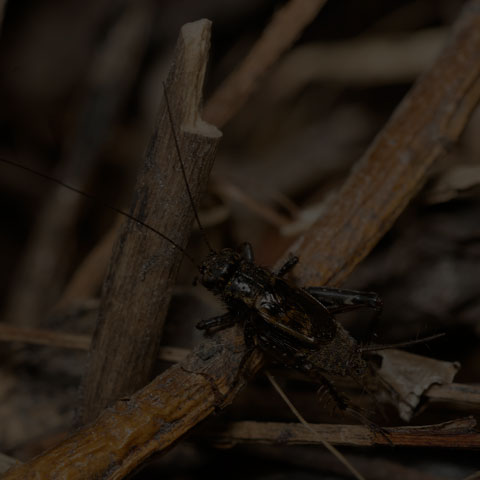 Robust Ground Cricket