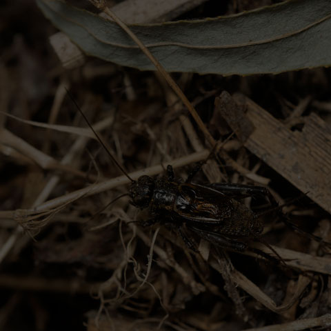 Robust Ground Cricket