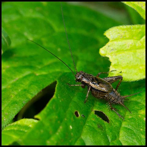 Robust Ground Cricket