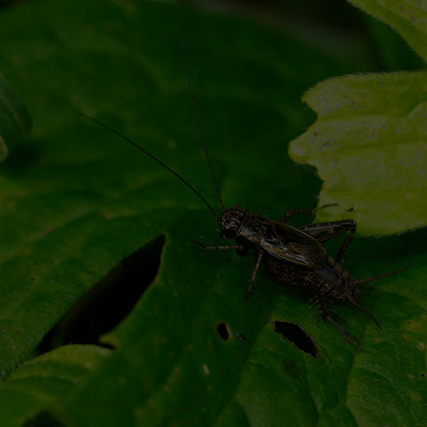 Robust Ground Cricket