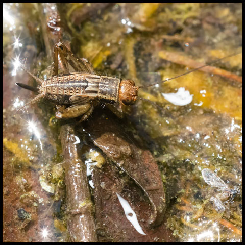 Robust Ground Cricket