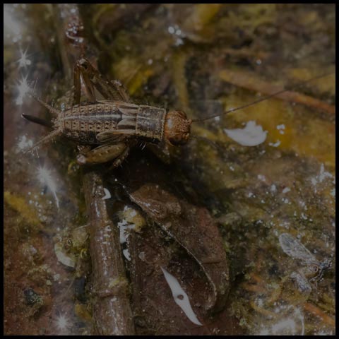 Robust Ground Cricket