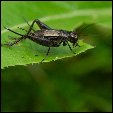 Robust Ground Cricket